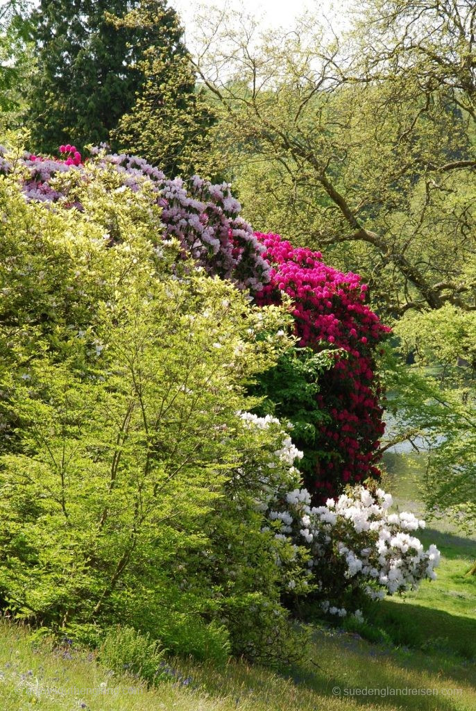 Stourhead – flowering Rhododendrons