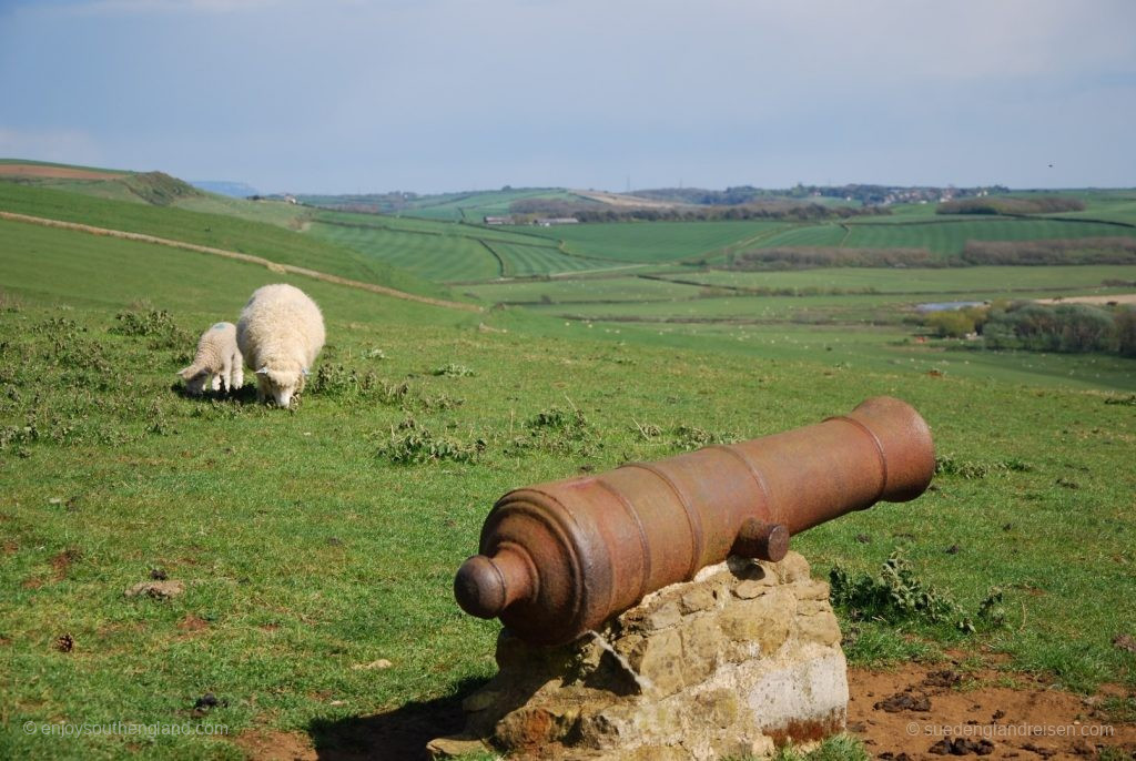 Paradise for sheep at the Jurassic Coast Viewpoint: Approach slowly