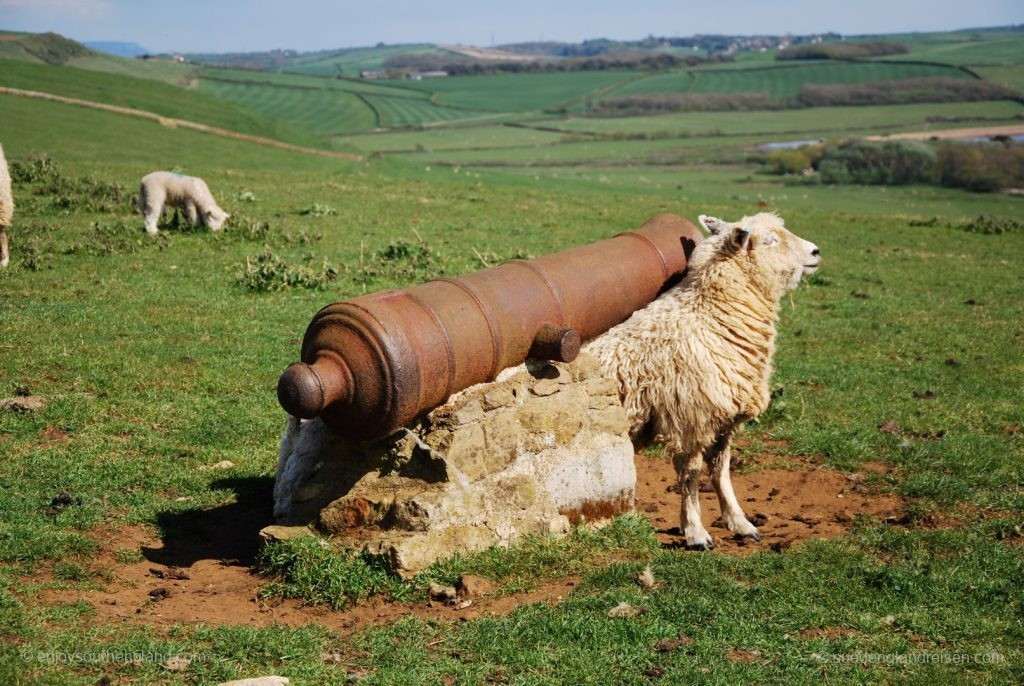 Paradise for sheep at the Jurassic Coast Viewpoint: Then enjoy a sniff...