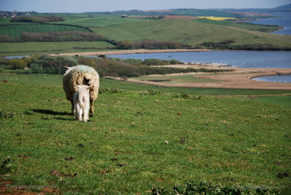 Paradise for sheep at the Jurassic Coast Viewpoint: Move on to the next field... (the Swannery is visible at the bottom right)