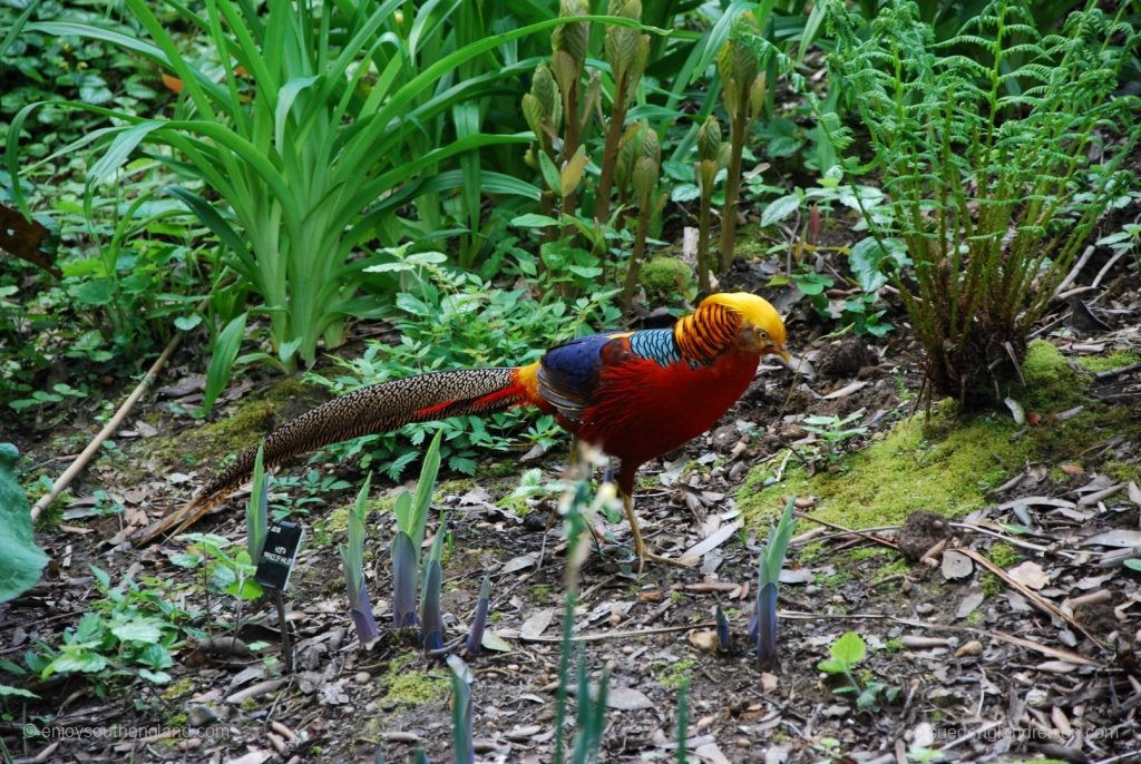 Residents roaming freely in the Subtropical Garden in Abbotsbury