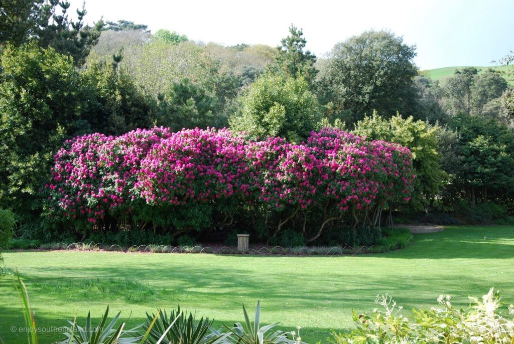 Subtropical Garden in Abbotsbury – rhododendrons as high as trees