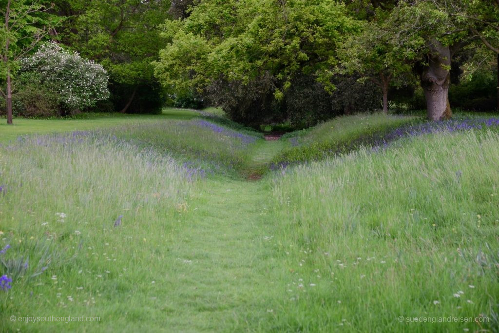 Bluebells line the path in Blenheim Palace Park