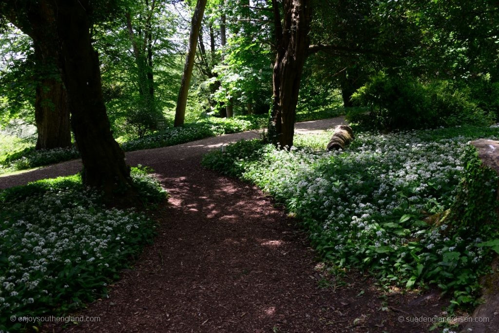 A variety of hiking trails invite you to walk around Newark Park - here with blooming wild garlic