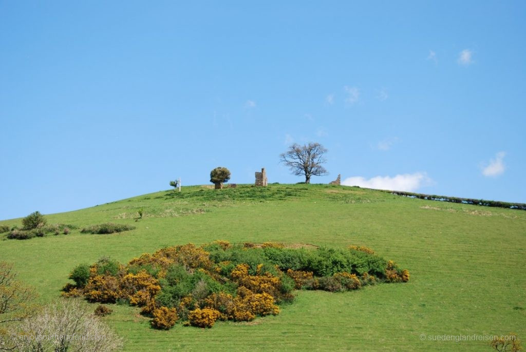 Gorse is in bloom on the hills alongside the River Dart
