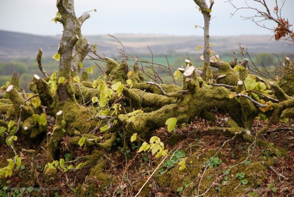 Hedge Laying – shown here on a freshly cut hedge.