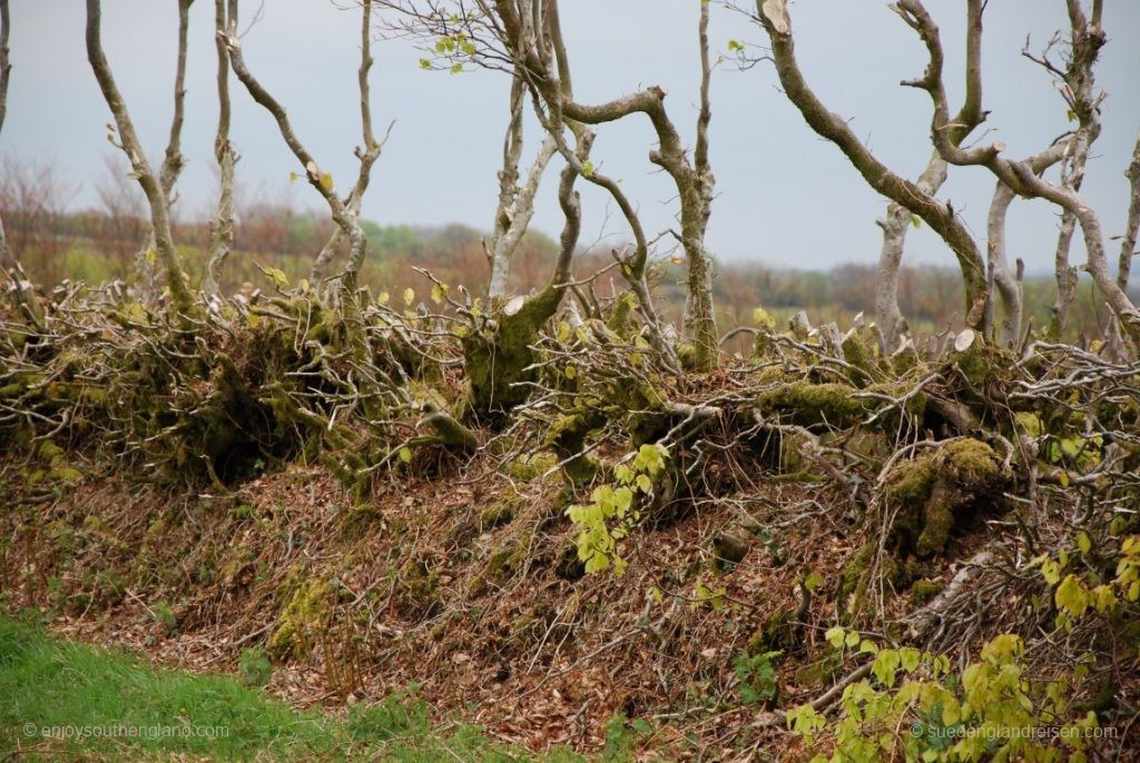 Hedge Laying – a small part of the previous hedge remains standing; the rest is laid down.