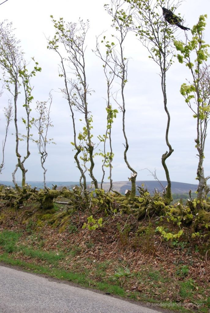 Straight after the Hedge Laying – the first residents have already arrived.