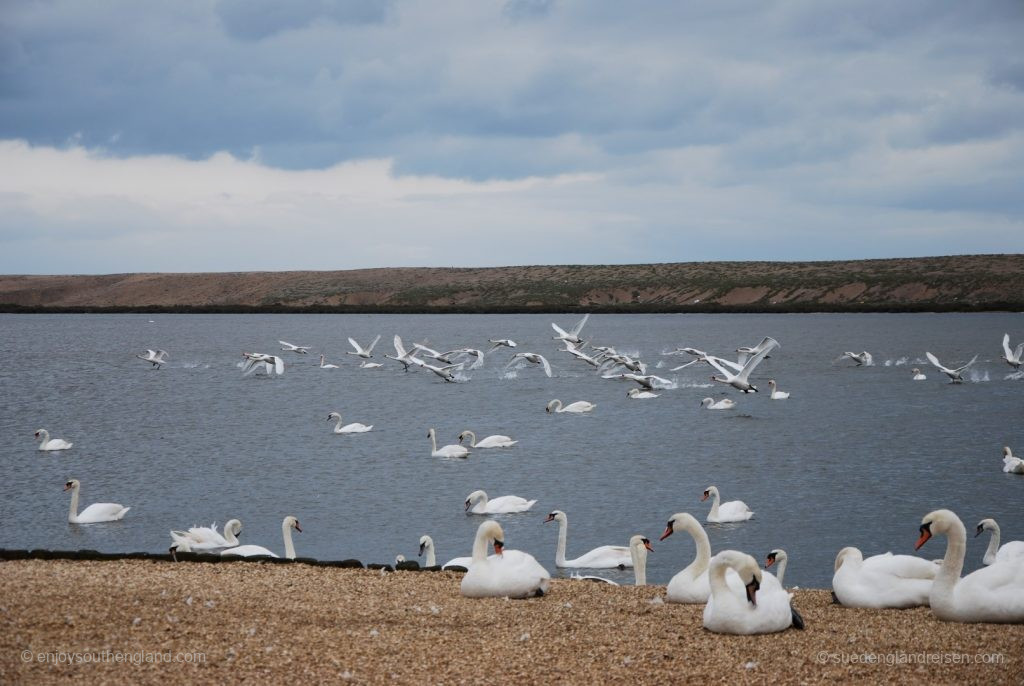 Powered by the food, it's back in the air on the Jurassic Coast