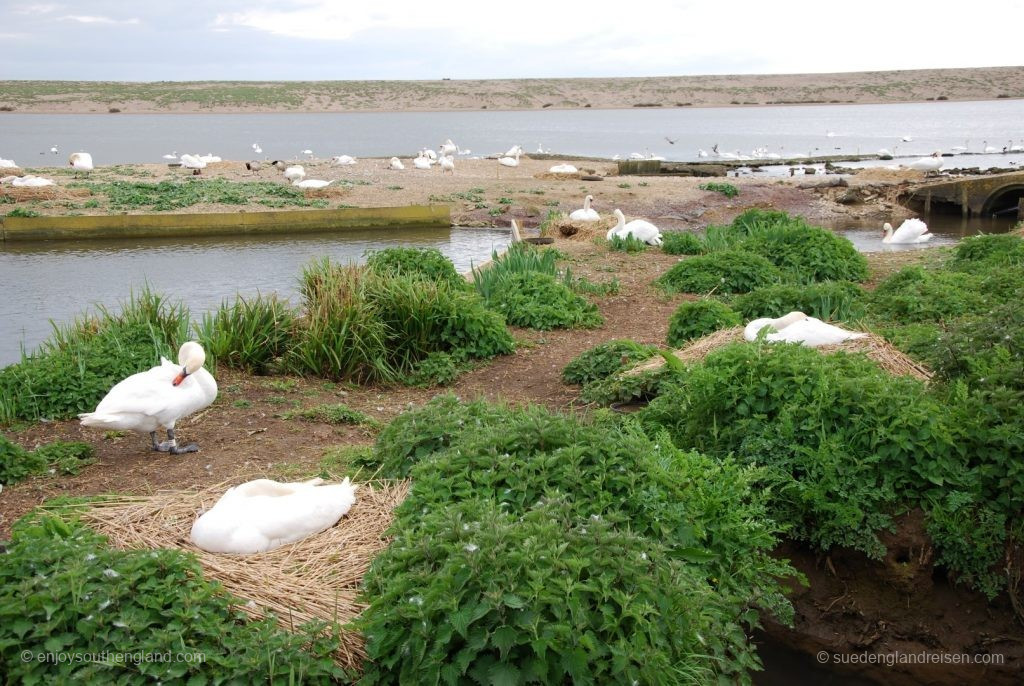 Swans at the Swannery breed in the middle of the paths for the visitors