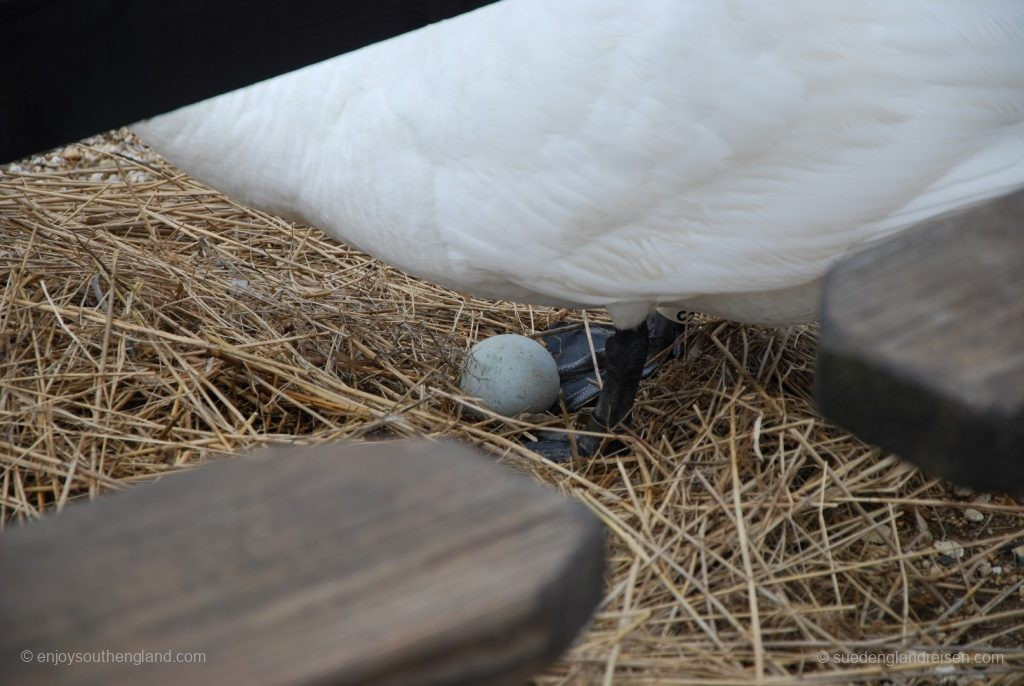 Breeding swan in the Abbotsbury Swannery