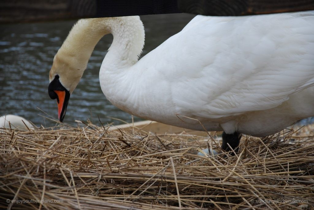 Typical nest in the Abbotsbury Swannery