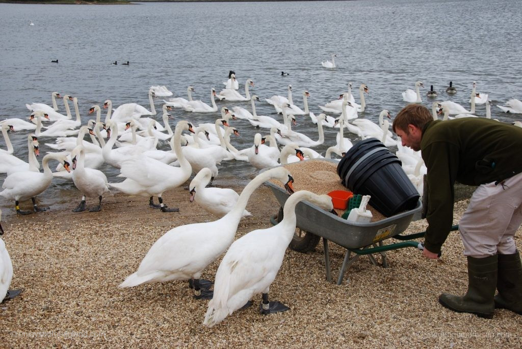 Some swans at the Abbotsbury Swannery are less cheeky than others