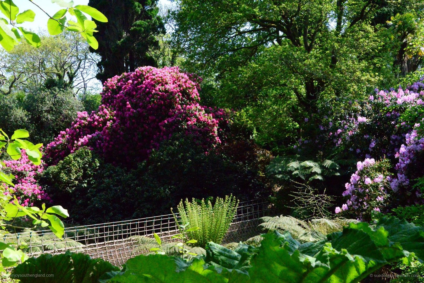 Lush Rhododendrons in a deep valley in “The Jungle” of The Lost Gardens of Heligan