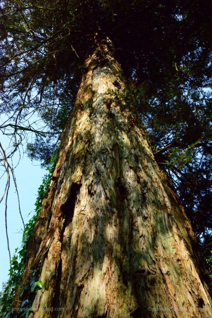 Mighty and ancient trees in the Lost Gardens of Heligan