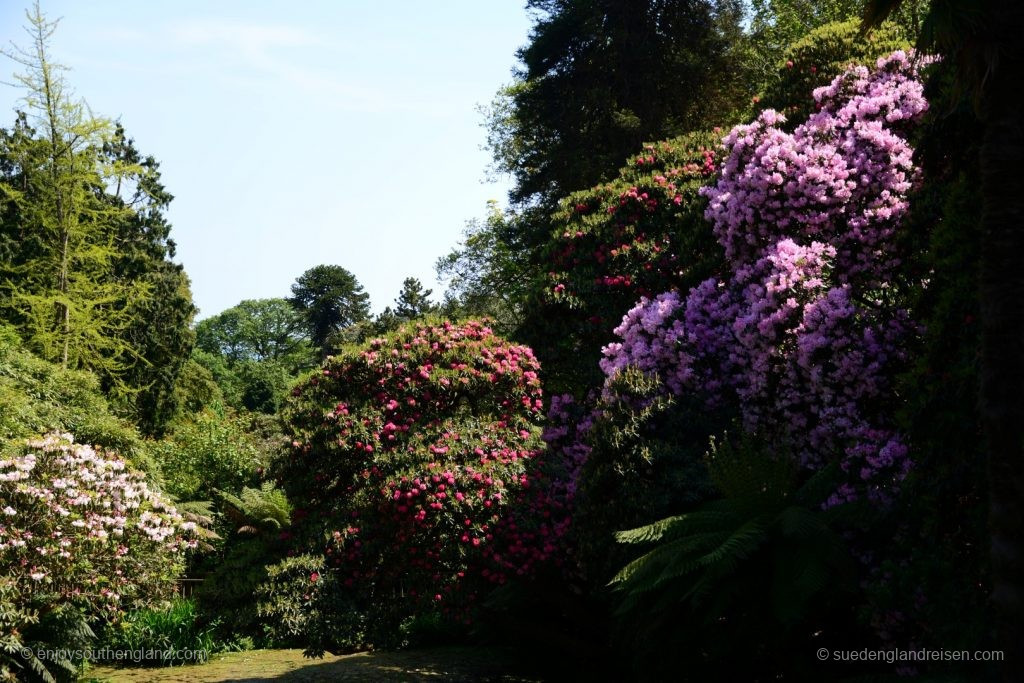 The rhododendrons really feel at home in the Lost Gardens of Heligan