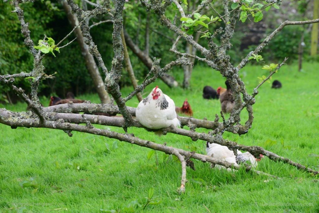 This can also be found in the Lost Gardens of Heligan (Cornwall): A complete farm