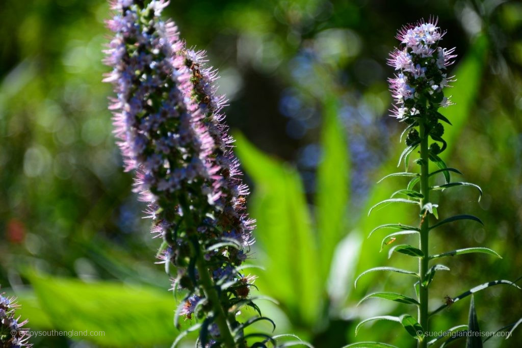 In Overbeck's Garden (Devon)