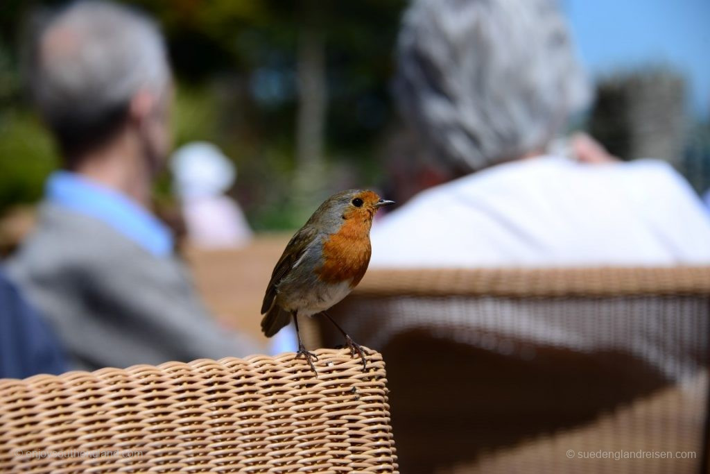 A guest to tea in Overbeck's Garden (Devon