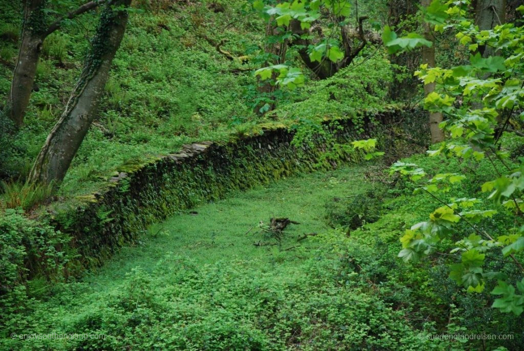 Dense greenery in the forest behind Selworthy
