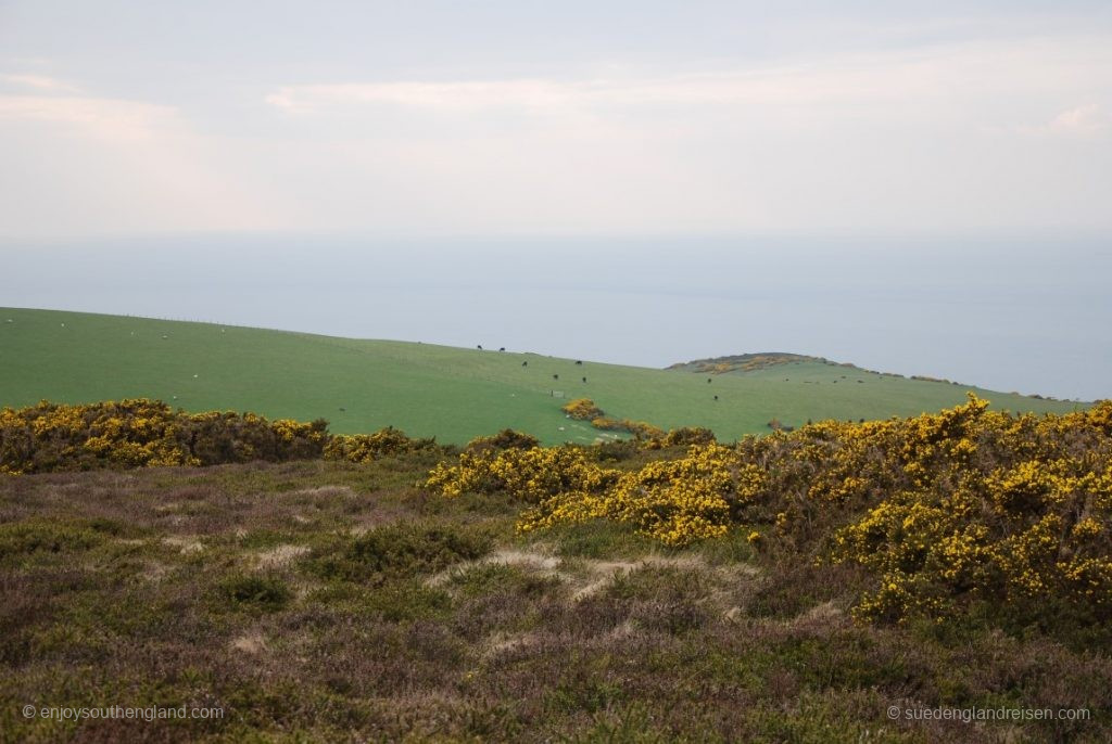 View of Bristol Channel from Selworthy Beacon