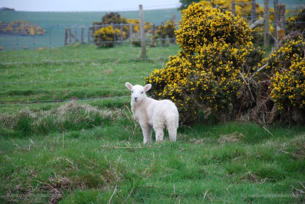 Sheep and gorse at Selworthy Beacon
