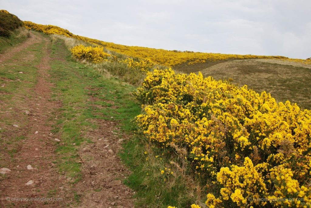 Blooming Gorse at Selworthy Beacon