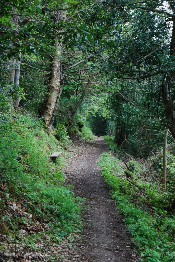 Forest trail back from Selworthy Beacon to Selworthy