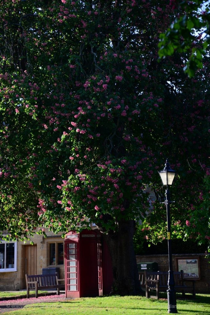 In spring the chestnut trees bloom in Broadway – a phone box is basking in the sun beneath them.