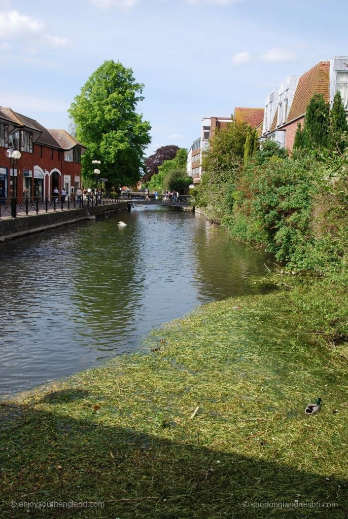 Nature in the city of Salisbury (Wiltshire) – on the left is a promenade with shops.
