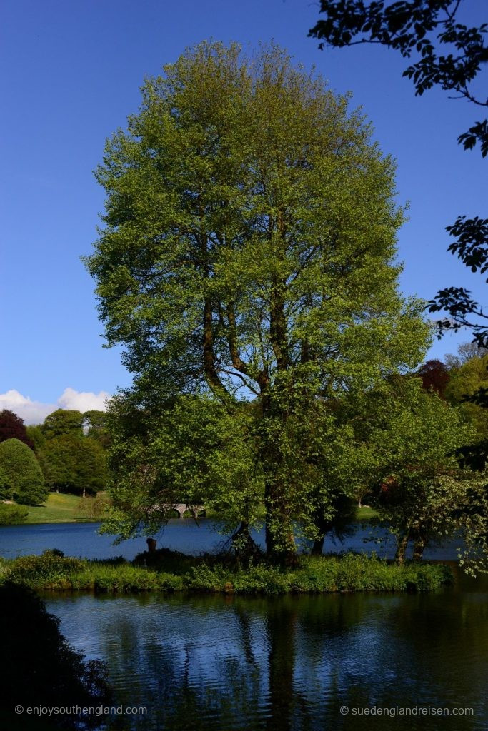 Mighty Trees in Stourhead Garden