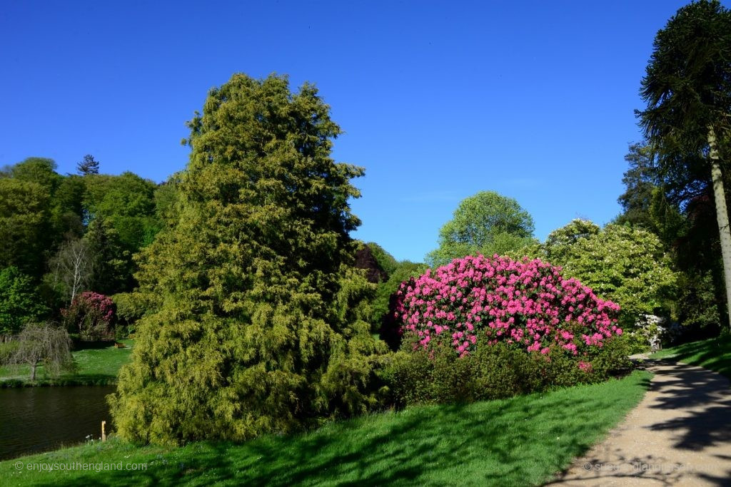 Stourhead Garden is especially magnificent in spring when the mighty rhododendrons are in bloom