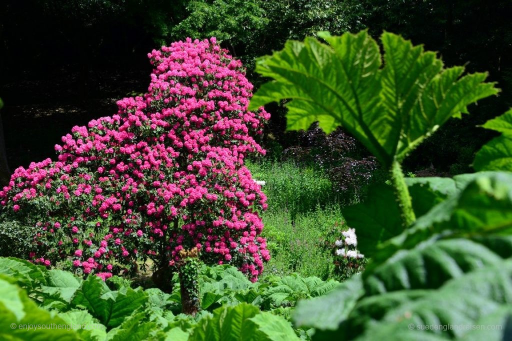 Here in Trebah Garden, mighty and wonderfully flowering Rhododendrons grow peacefully next to each other and next to the Giant Rhubarb (Gunnera Manicata)