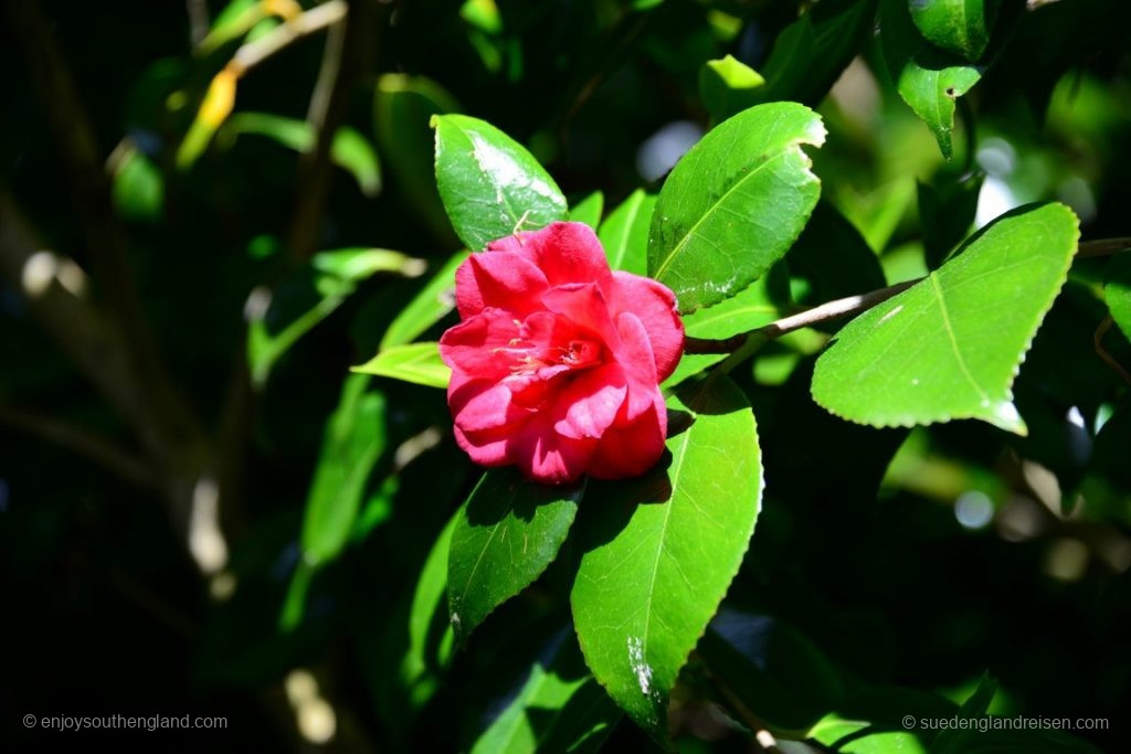 Flower in Trebah Garden (Cornwall)