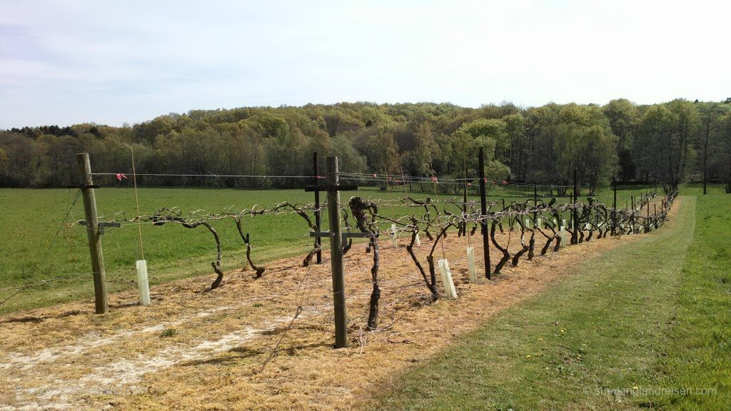 The vineyard is somewhat larger after all, but these vines are where the history of the winery began in the 1970s.