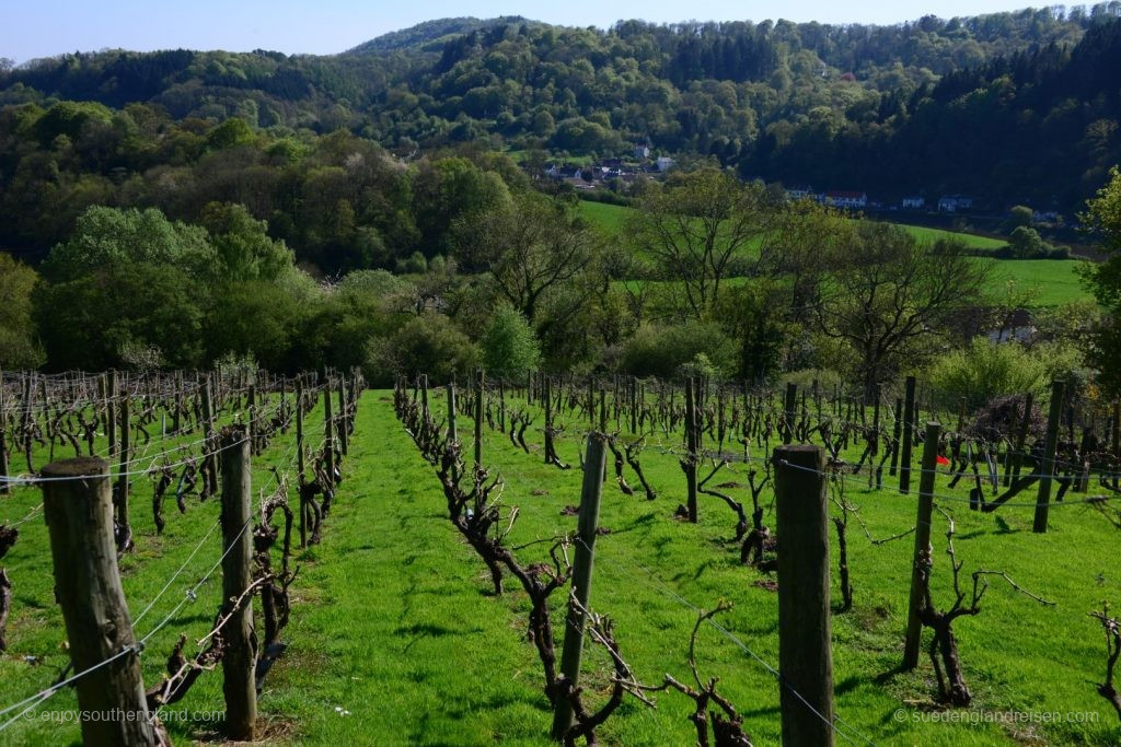 View from the vineyards of Pava Farm with Tintern in the background