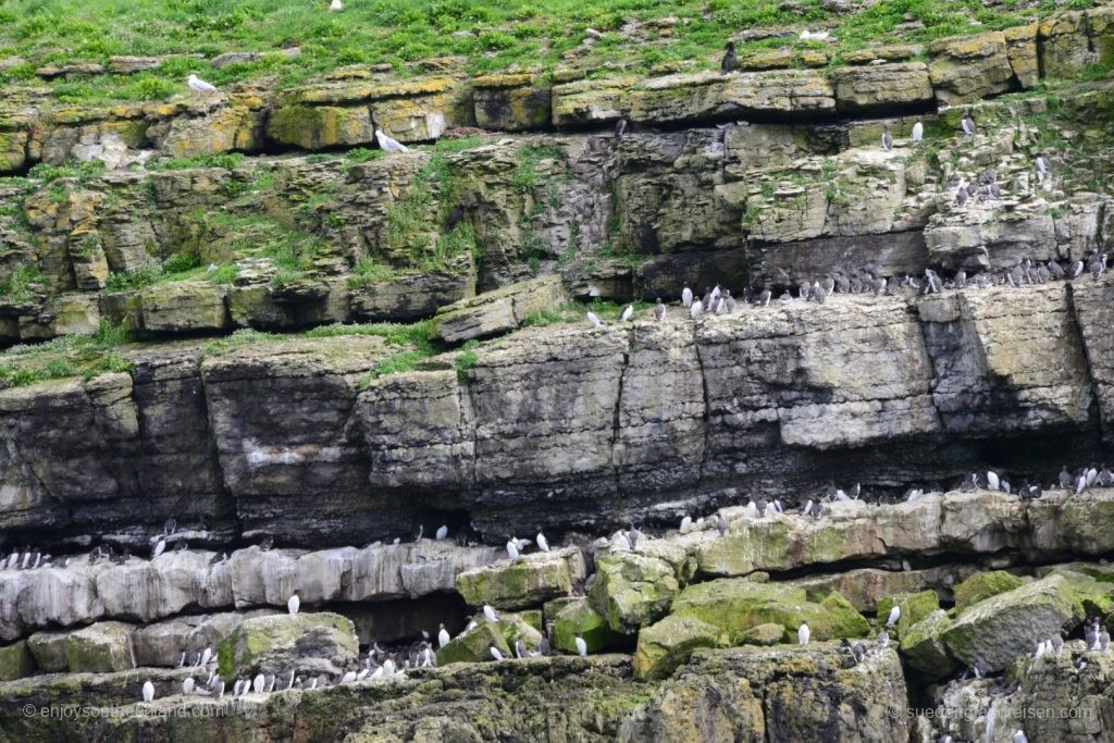 Wales - Boat trip to Puffin Island 
