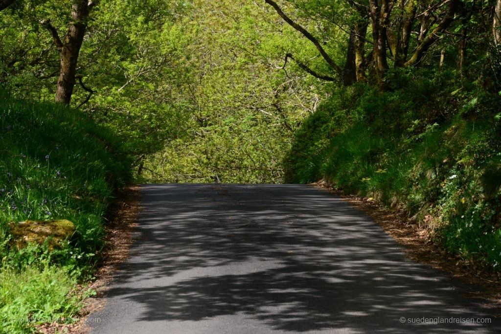 Wales - Gwydir Forest 