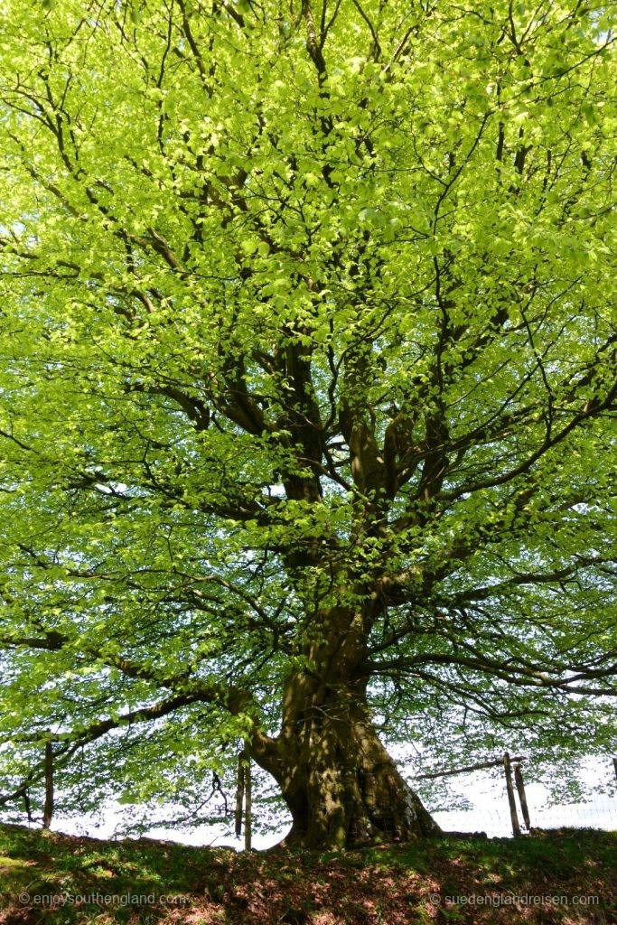 One of almost countless mighty trees