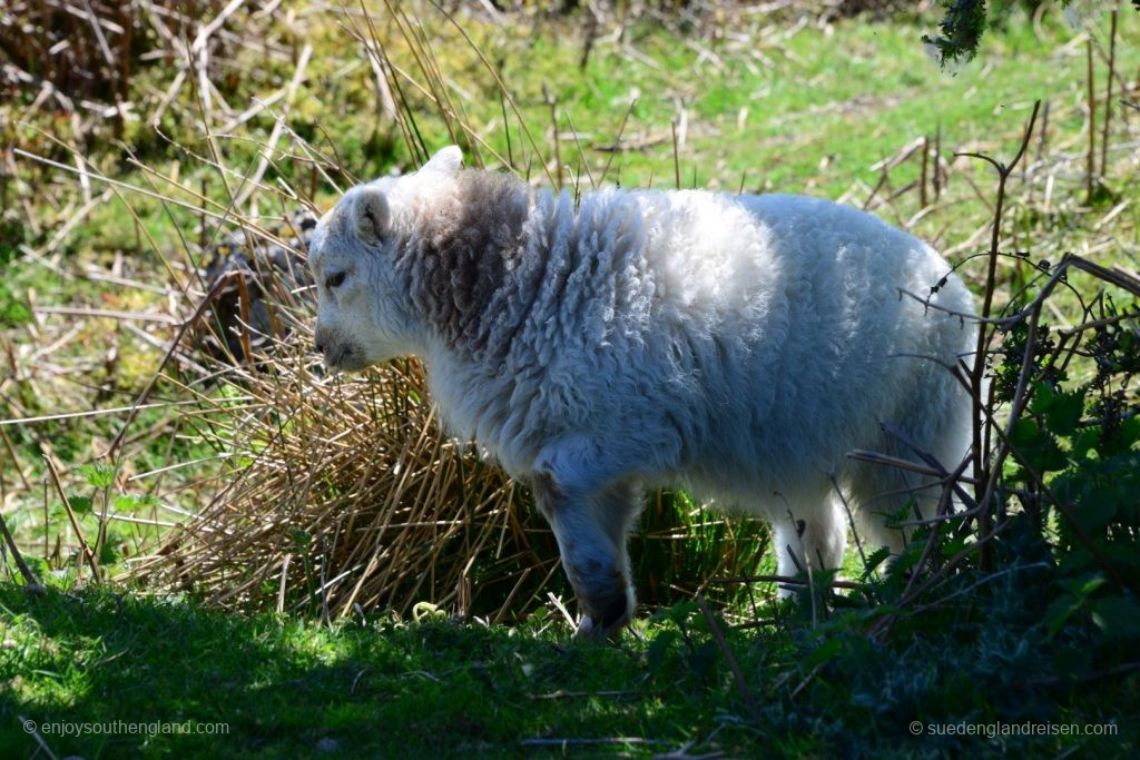 Nice companions at the side of the road
