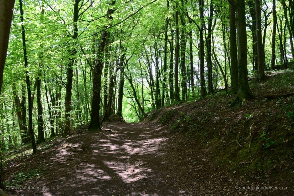  In the woods around Castle Coch 