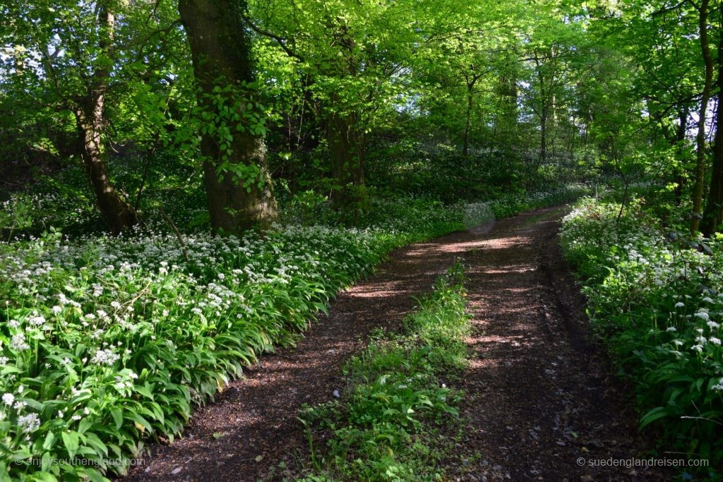  Blooming wild garlic in the coastal forests 
