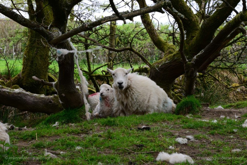 Constant companions along the way