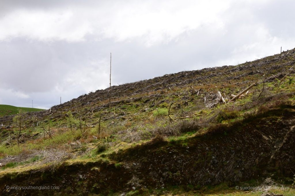  This, too, is Wales: large-scale clear-cutting for timber production. 