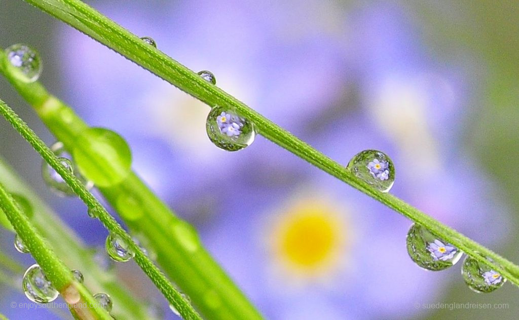 Detail of a flower photograph after the rain