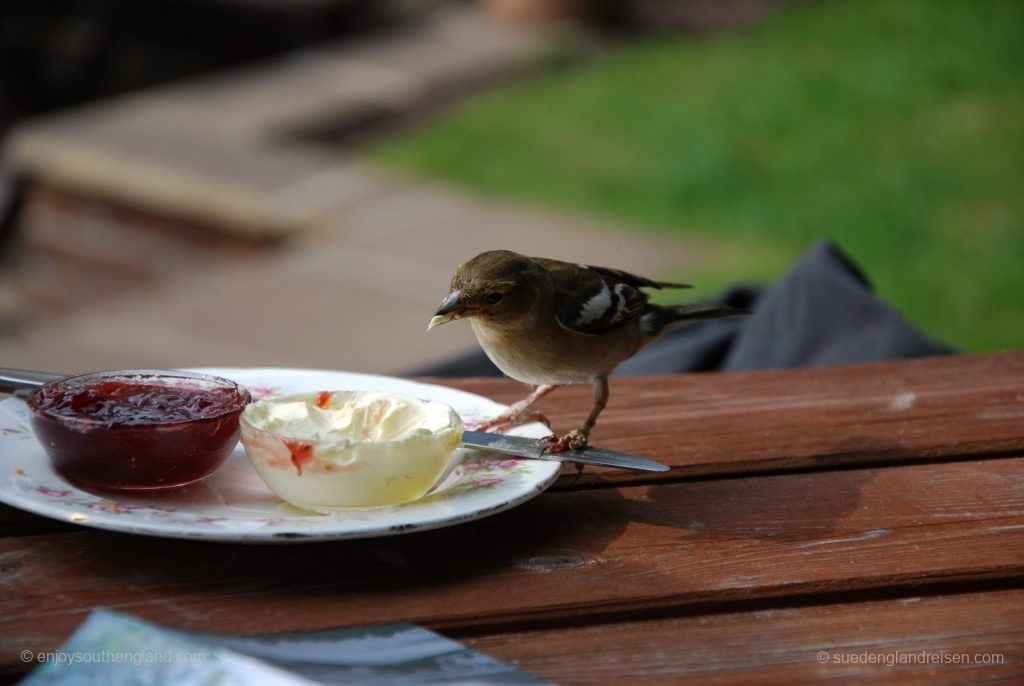 As large as the portion of clotted cream may be - nothing shall be left behind!