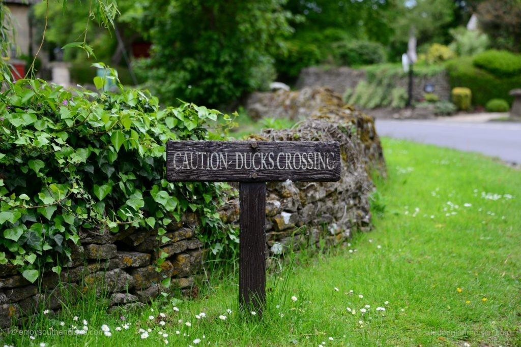 Caution – ducks crossing!