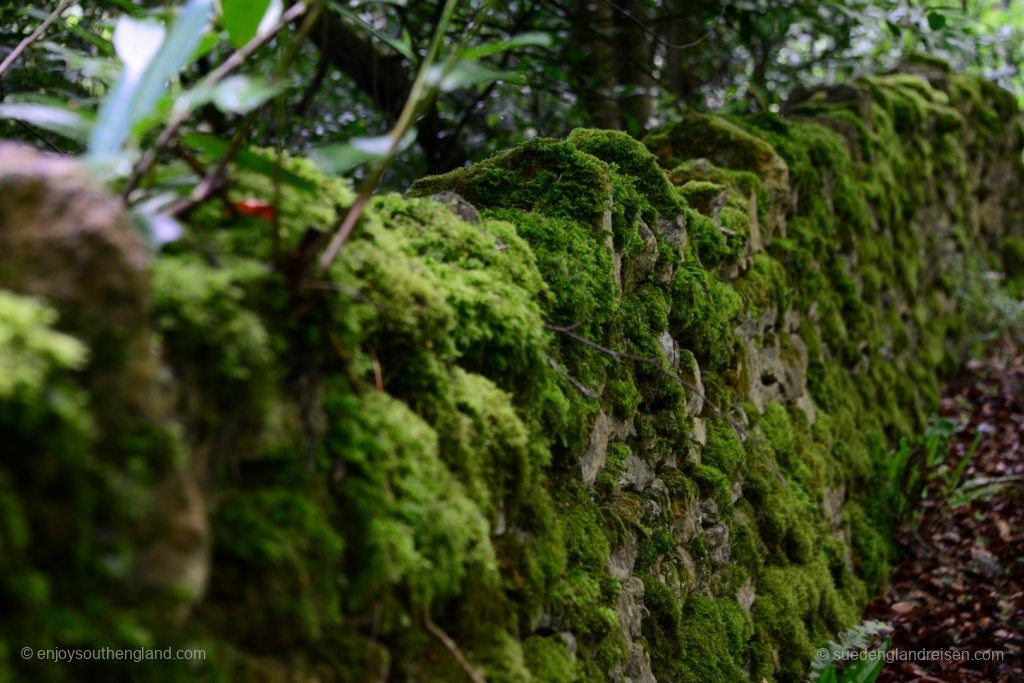 Typical boundary of a Southern English Road: A mossy stone wall