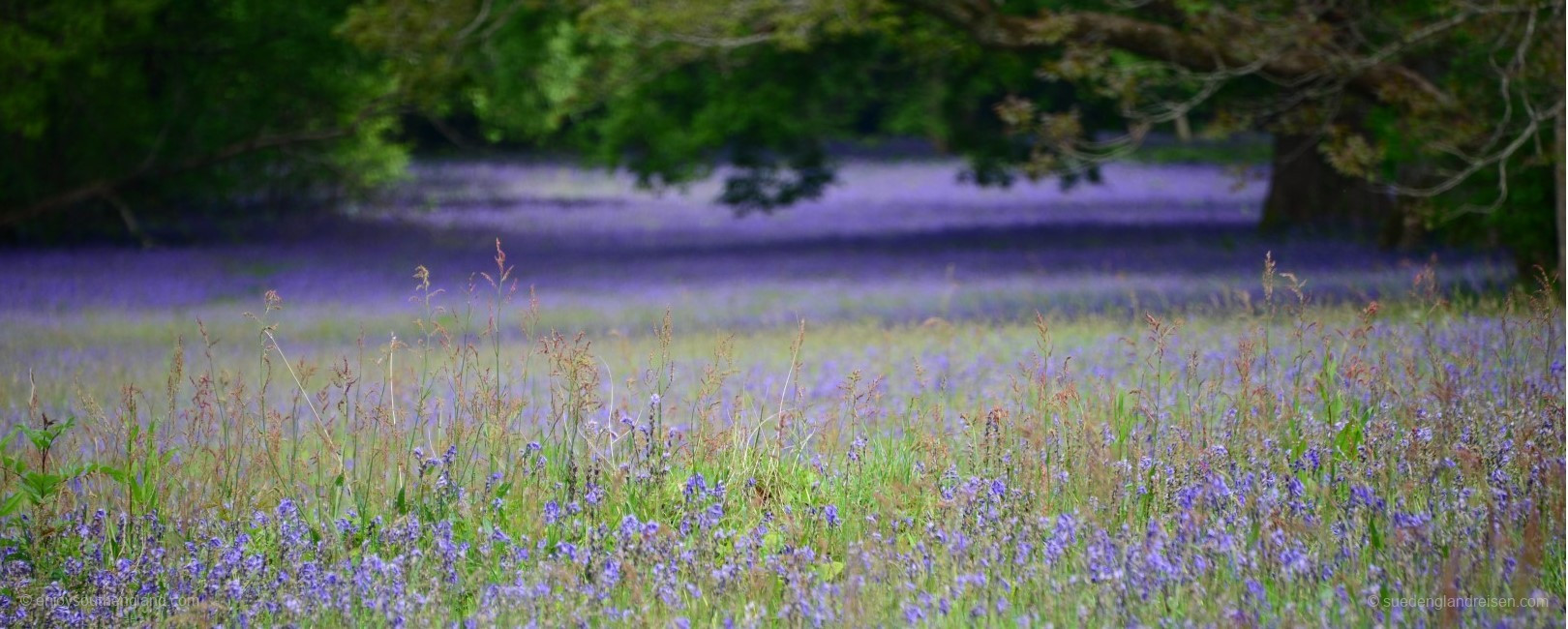 Bluebell field at Enys gardens
